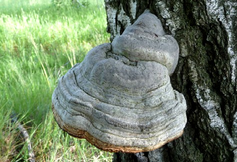 Fomes fomentarius or tinder fungus